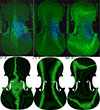 Thumbnail: Figure 8. Refer to the following caption and surrounding text.